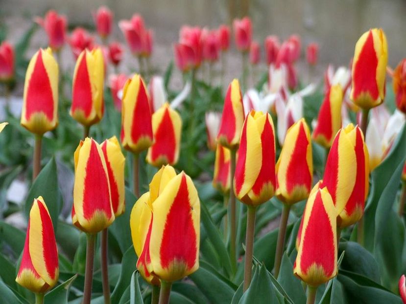  - 2015_02-05_Febr-Mai