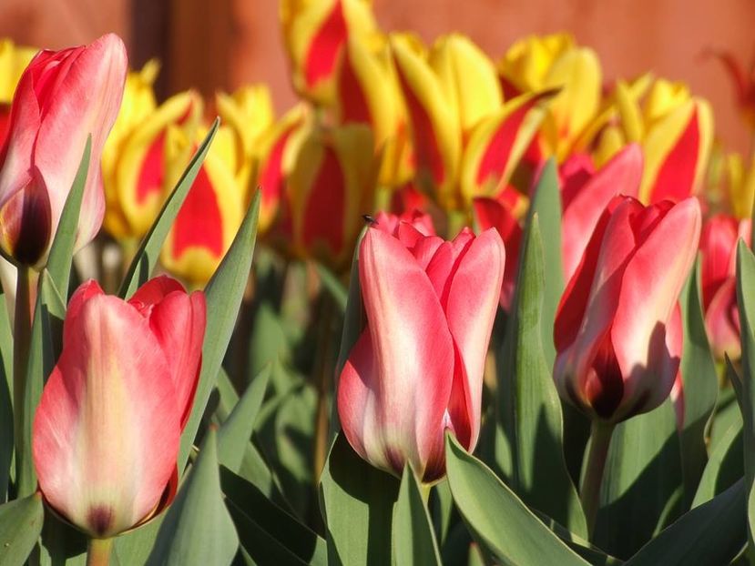  - 2015_02-05_Febr-Mai