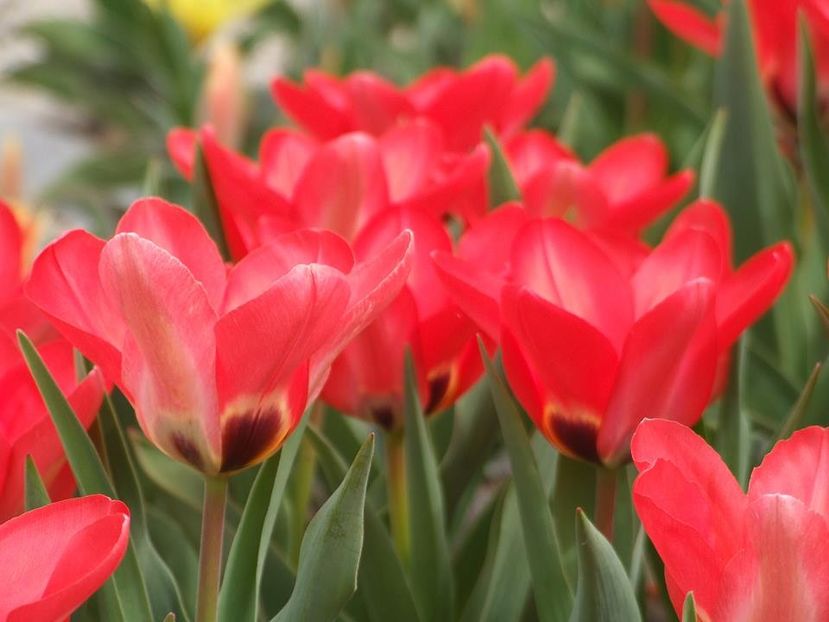  - 2015_02-05_Febr-Mai