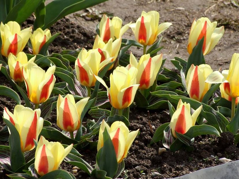  - 2015_02-05_Febr-Mai