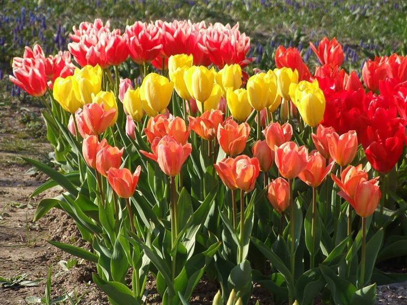  - 2015_02-05_Febr-Mai