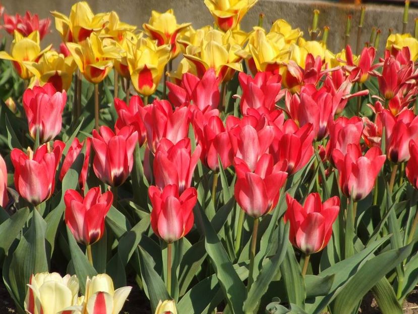  - 2015_02-05_Febr-Mai