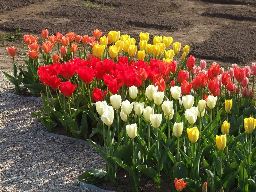  - 2015_02-05_Febr-Mai