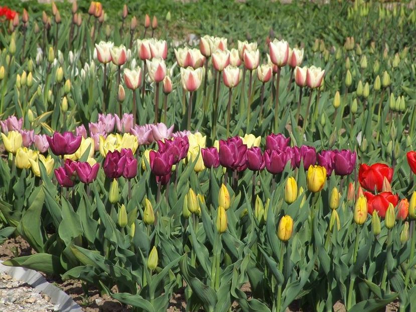  - 2015_02-05_Febr-Mai