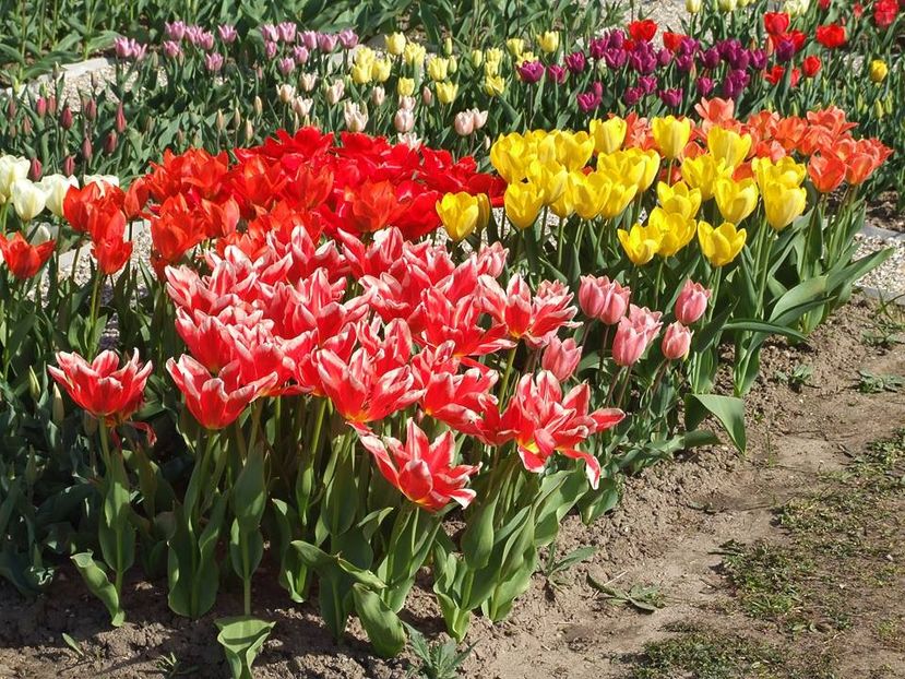  - 2015_02-05_Febr-Mai