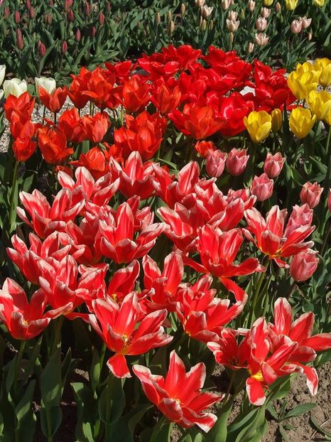  - 2015_02-05_Febr-Mai