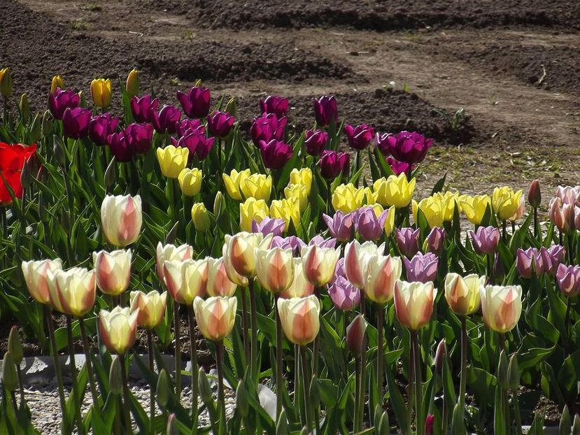  - 2015_02-05_Febr-Mai