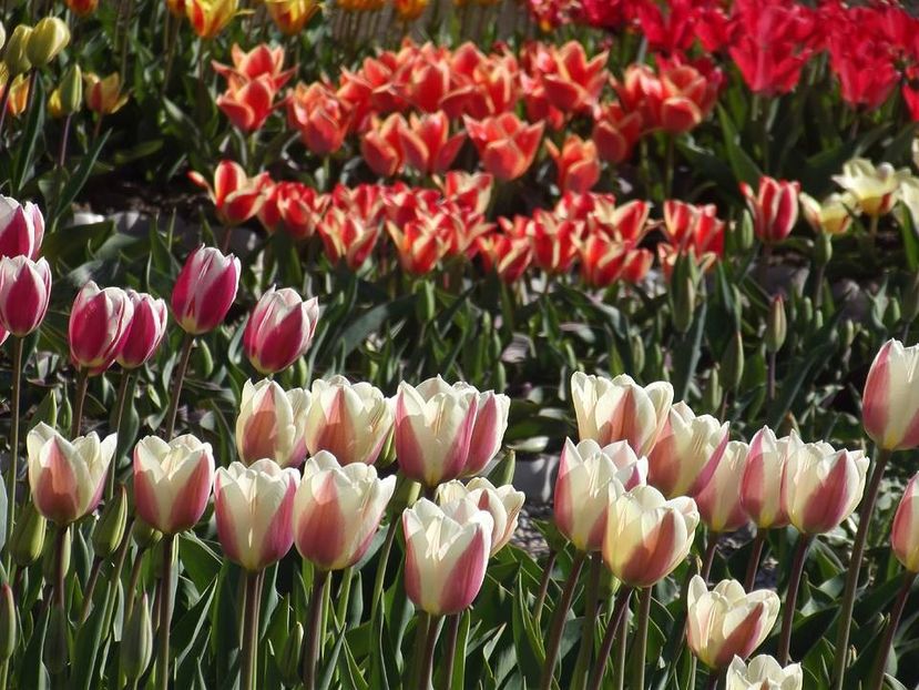  - 2015_02-05_Febr-Mai