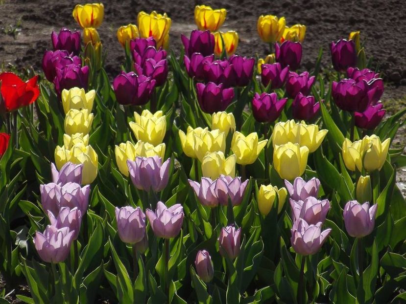  - 2015_02-05_Febr-Mai