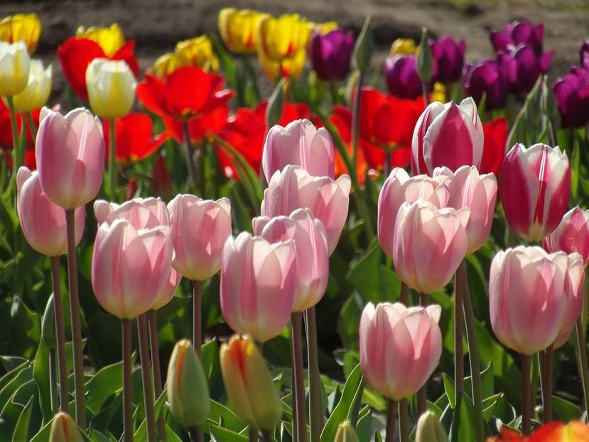  - 2015_02-05_Febr-Mai