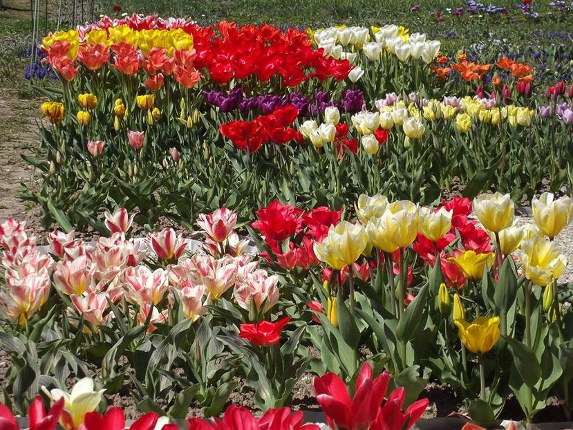  - 2015_02-05_Febr-Mai