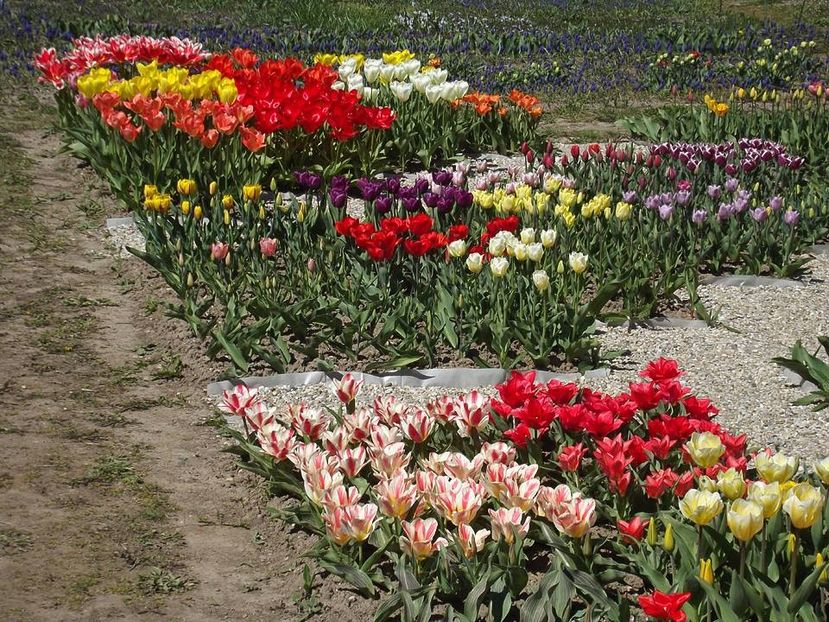  - 2015_02-05_Febr-Mai