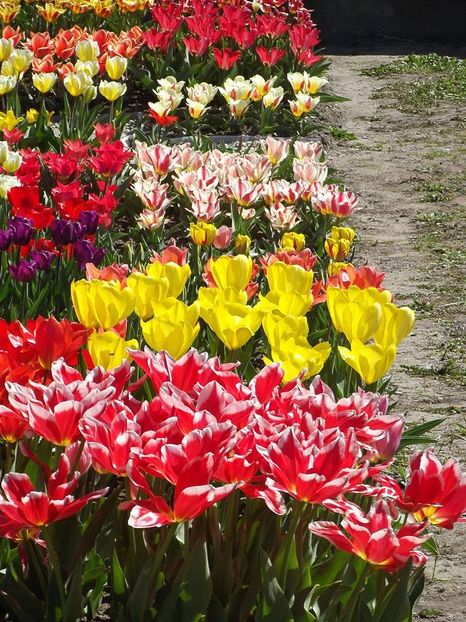  - 2015_02-05_Febr-Mai