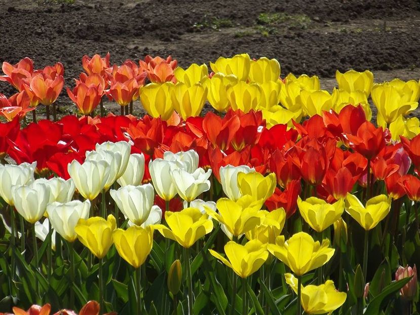  - 2015_02-05_Febr-Mai