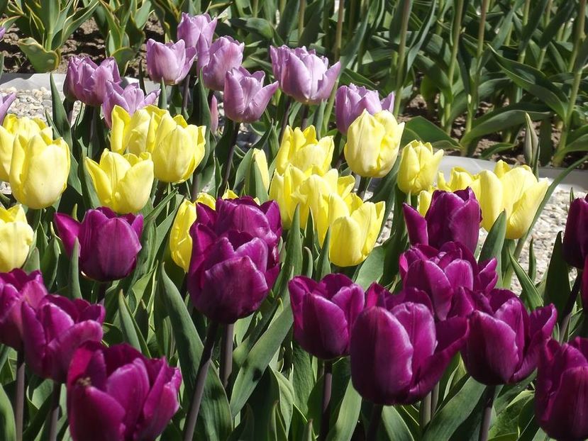  - 2015_02-05_Febr-Mai