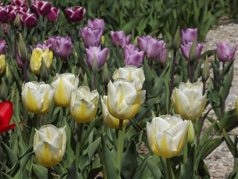  - 2015_02-05_Febr-Mai