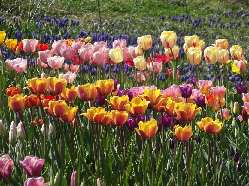  - 2015_02-05_Febr-Mai