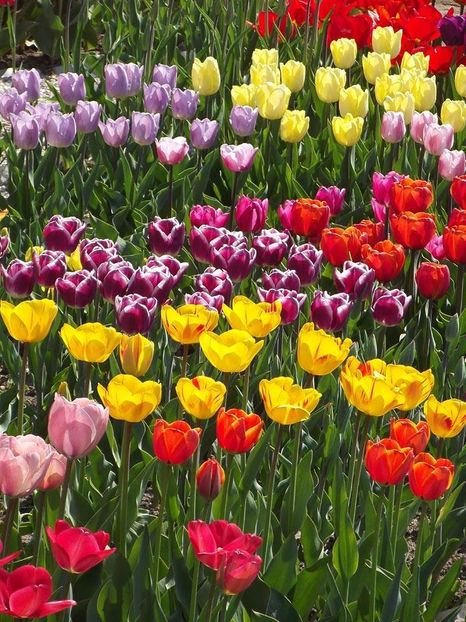  - 2015_02-05_Febr-Mai