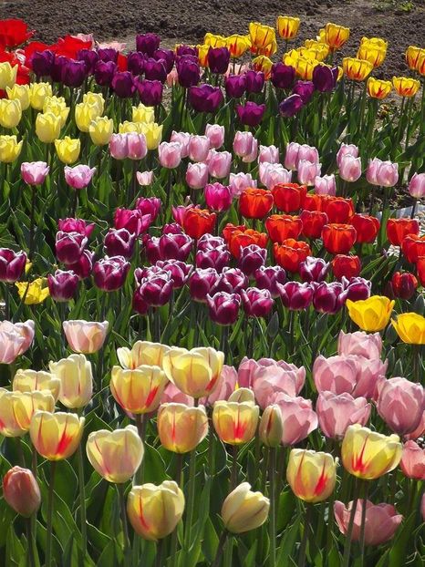  - 2015_02-05_Febr-Mai