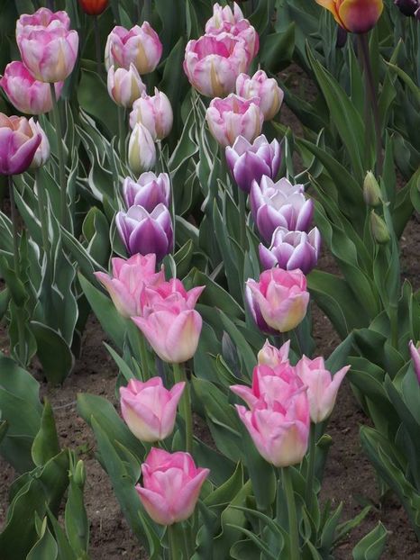  - 2015_02-05_Febr-Mai