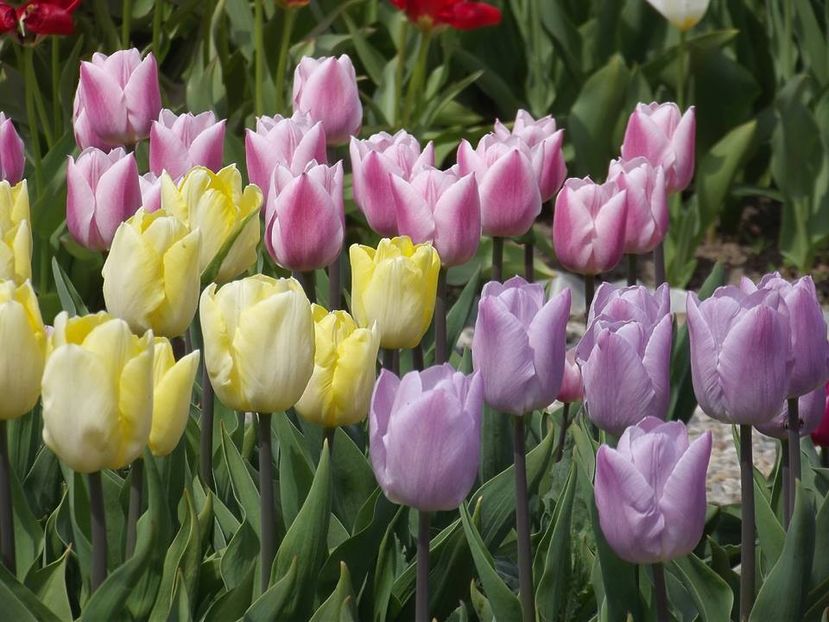  - 2015_02-05_Febr-Mai