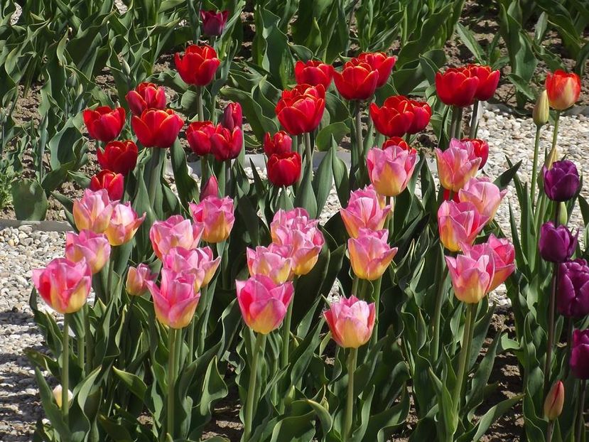  - 2015_02-05_Febr-Mai