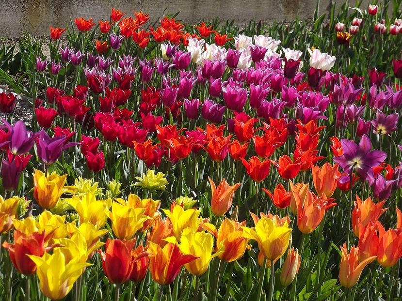  - 2015_02-05_Febr-Mai