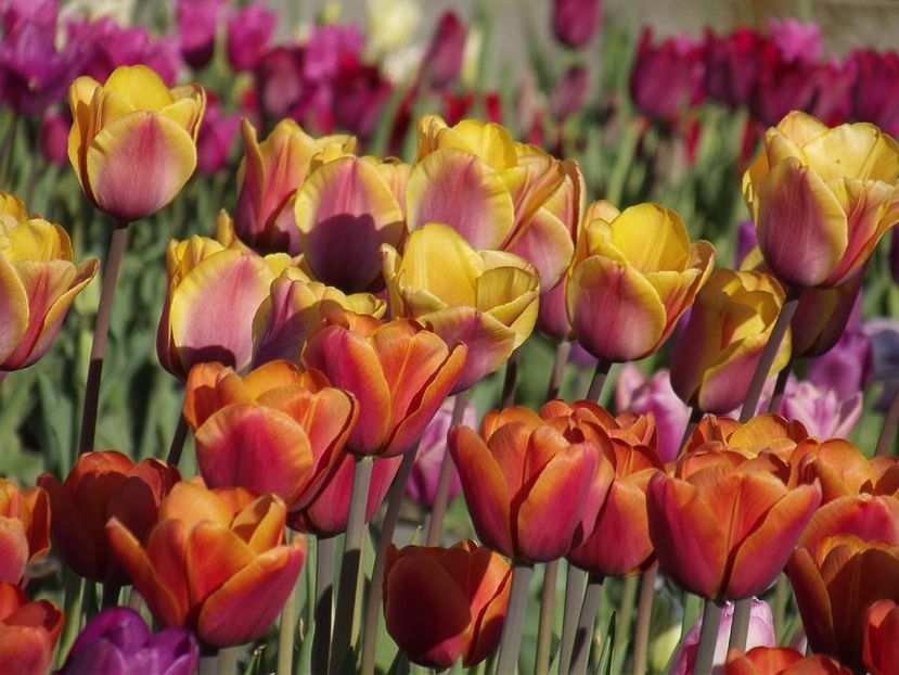  - 2015_02-05_Febr-Mai