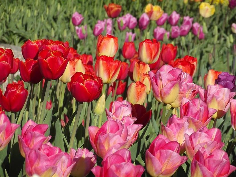  - 2015_02-05_Febr-Mai