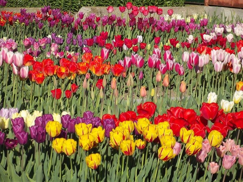  - 2015_02-05_Febr-Mai