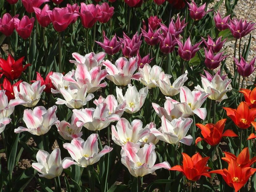  - 2015_02-05_Febr-Mai