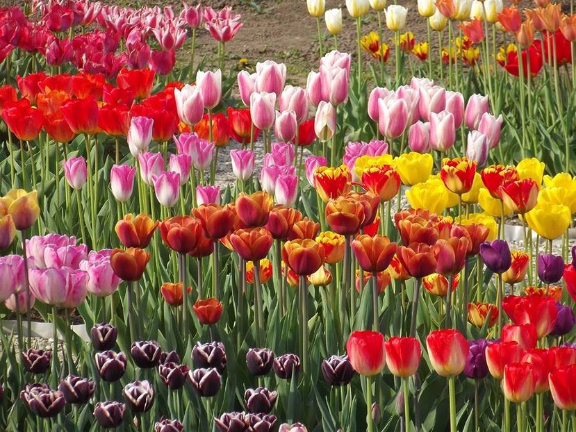  - 2015_02-05_Febr-Mai