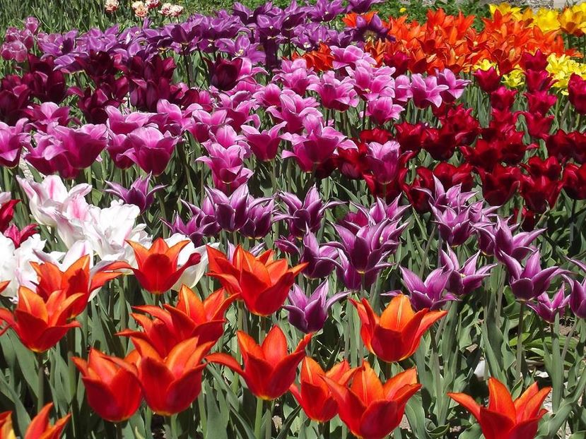  - 2015_02-05_Febr-Mai