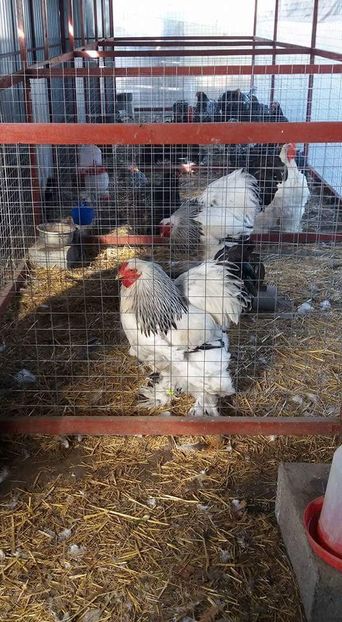  - Vind cumpar schimb