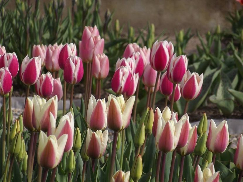  - 2015_02-05_Febr-Mai