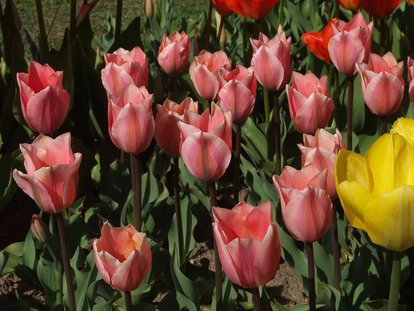  - 2015_02-05_Febr-Mai