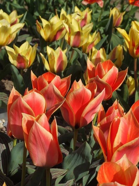  - 2015_02-05_Febr-Mai