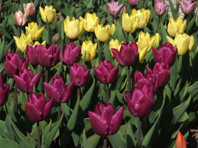  - 2015_02-05_Febr-Mai