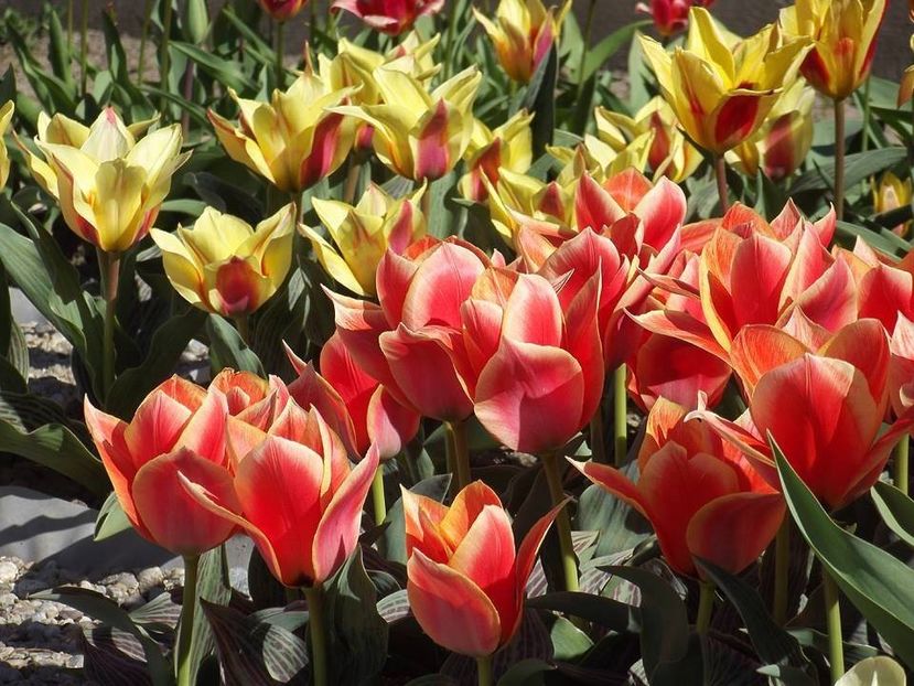  - 2015_02-05_Febr-Mai