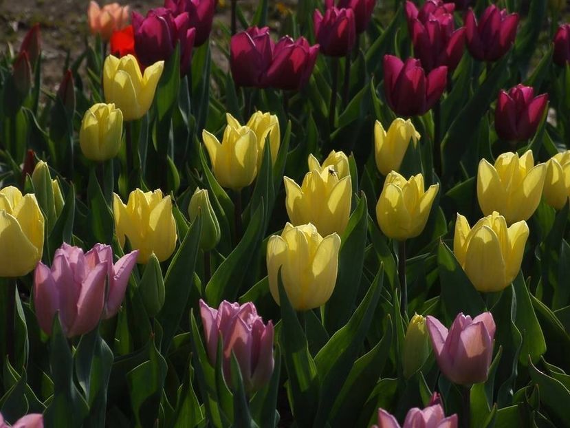  - 2015_02-05_Febr-Mai