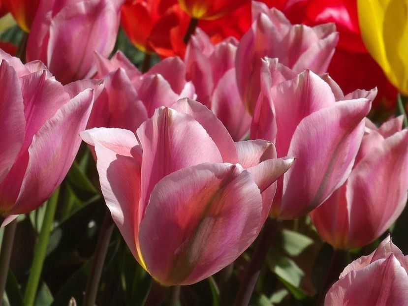  - 2015_02-05_Febr-Mai