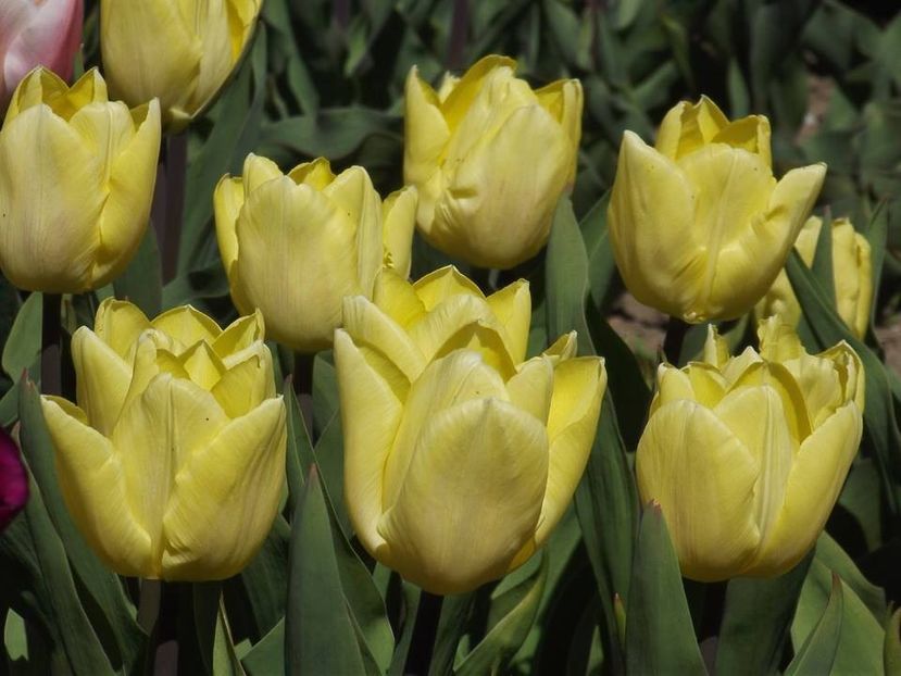  - 2015_02-05_Febr-Mai