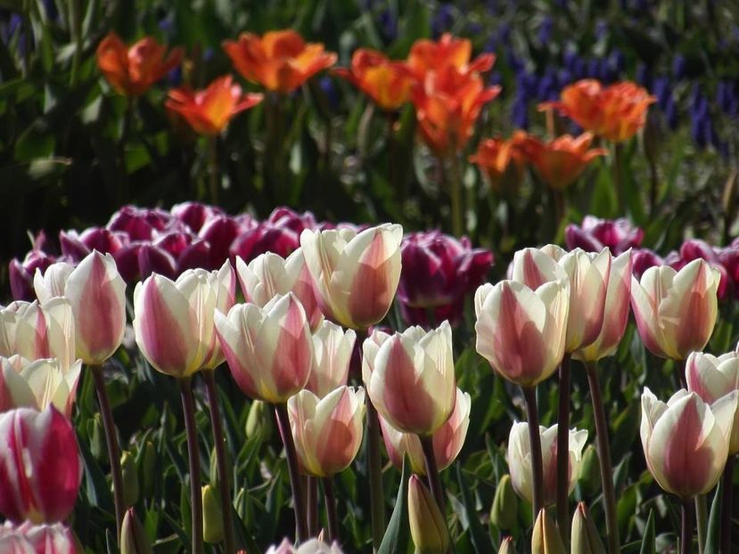  - 2015_02-05_Febr-Mai