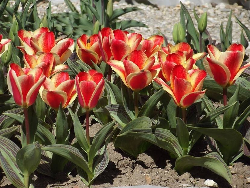  - 2015_02-05_Febr-Mai