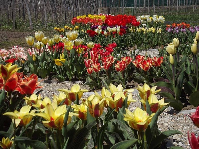  - 2015_02-05_Febr-Mai