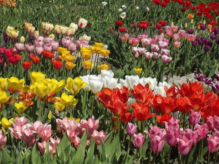  - 2015_02-05_Febr-Mai