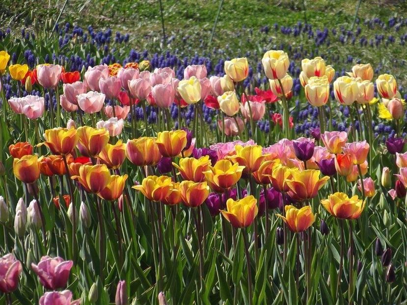  - 2015_02-05_Febr-Mai