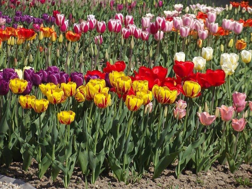  - 2015_02-05_Febr-Mai