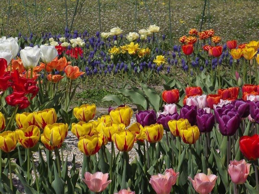  - 2015_02-05_Febr-Mai