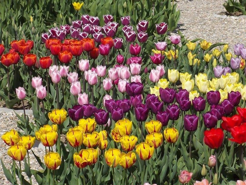  - 2015_02-05_Febr-Mai